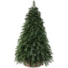 Новогодняя пихта TRIUMPH TREE, Прелестная, 260 см, зеленая 73070
